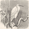 BIRDS. Stilt-Walker. Heron. Lesser Egret c1870 old antique print picture