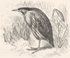 BIRDS. Stilt-Walker. Bittern. Common c1870 old antique vintage print picture
