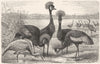 STILT-WALKER. Marsh-Wader. Crowned, Demoiselle Crane c1870 old antique print