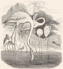 BIRDS. Swimmers. Sieve Beak. Flamingo c1870 old antique vintage print picture