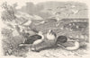BIRDS. Sea-Flier. Gulls. Black-backed & Herring c1870 old antique print