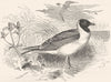 BIRDS. Sea-Flier. Kittiwake. Laughing Gull c1870 old antique print picture