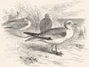 BIRDS. Sea-Flier. Skua. Rosy Gull c1870 old antique vintage print picture