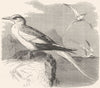 BIRDS. Sea-Flier. tropic bird. White-tailed c1870 old antique print picture