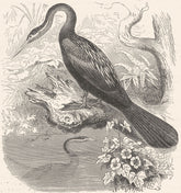 SEA-FLIER. Cormorant. Vaillant's Snake Bird, Darter c1870 old antique print