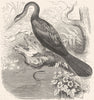 SEA-FLIER. Cormorant. Vaillant's Snake Bird, Darter c1870 old antique print
