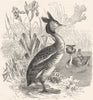 BIRDS. Diver. Grebe. Crested c1870 old antique vintage print picture