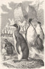 BIRDS. Diver. Penguin. Giant c1870 old antique vintage print picture