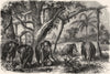 SRI LANKA. A Forest in Sri Lanka 1870 old antique vintage print picture