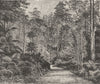 AUSTRALIA. A road through an Australian Forest 1886 old antique print picture