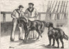 TIBET. On board the Serapis. The pony and Tibet Mastiff c1880 old print