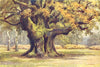 The Major Oak, Thoresby Park. The Dukeries. Ernest Haslehust 1920 old print