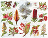 PLANTS. Digitalis Abrus Bougainvillea Vriesea Eryngium Evonymus Rhodoleia 1907