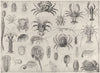 CRUSTACEA. Crab bug louse flea shrimp crayfish prawn lobster Ione Cypria 1907