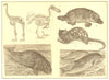 ANIMALS. Elephant-foot Dinornis Dodo Duck bill paradoxure Manatee Dolphin 1907