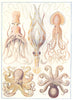 CRUSTACEANS. Decapods and Octopods Octopus Squid 1907 old antique print