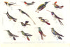 HUMMINGBIRD. Delande; Cora; Vieillot; Evening; Avocet; Harlequin; Natterer 1907