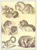 PRIMATES. Lemurs. Ruffed Ring-tailed Slender Loris Ayeaye Gt Galago Cmn 1907