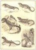 LIZARD.Skink Lacerta ogilis Varanus Zonurus cordylus Agama colonorum gecko 1907