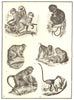 PRIMATES. Hanuman monkey; Negro; Green; Pig-tailed; Bonnet macaque; Diana 1907
