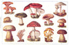 POISONOUS FUNGUS. Toadstool Cantarelle Puffball Green Devil Satanic Antler 1907