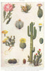 CACTUS. Leaf globe wart melon giant Stapelia Cereus Hairy Mexican opuntia 1907