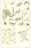 PARTS OF A BIRD. Digestive organs; feet; head & bill; Feathers;  1907 print