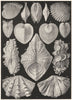 BIVALVE MOLLUSCA. Cytheria dione; Cardium aculeatum; Hemicardium cardissa 1907