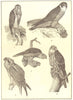 BIRDS. Falcons; Goshawk; Marsh Hawk; Pigeon Merlin; Fish; Saker Falcon 1907