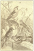 BIRDS. Song Finches; Hawfinch; Greenfinch; Linnet; Chaffinch; Mtn Finch 1907