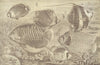 SPINY-FINNED FISHES CHAETODONTIDAE. Banner Coral Clipp Lash Prince Emperor 1907