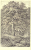 TREES. Beech Tree(Fagus Sylvatica) 1907 old antique vintage print picture