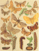 MOTHS.Endromidae.Oak Eggar.Fox;Pine Lappet;Kentish Glory;Scotch Fir;Birch 1903