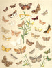 MOTHS. Geometrae;Purple-barred;Clay Fan-foot;Buttoned Snout;Scallop;Peacock 1903