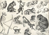 PRIMATES.Skeleton;Kahau proboscis,Mona,Night,Capucin monkey;Coaita;Marmoset 1907