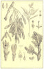 TREE.Ash(Fraxinus excelsior);unfolding bud;flower;Androgynous;stamen;pistil 1907