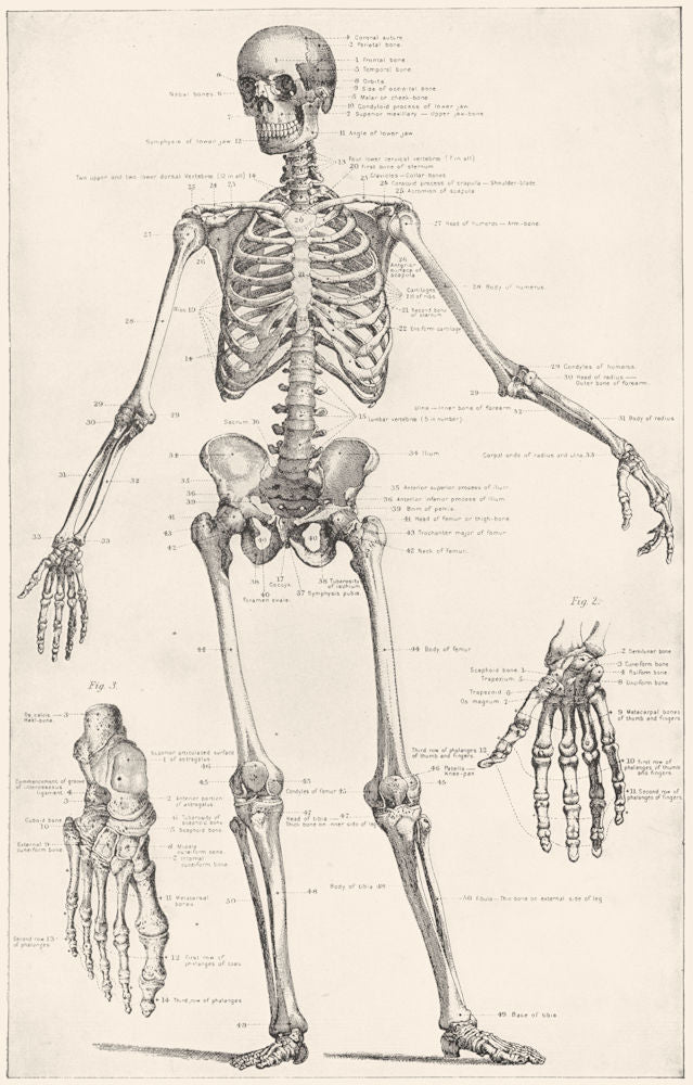 BIOLOGY. Anatomy- The Human Skeleton 1907 old antique vintage print ...