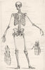 BIOLOGY. Anatomy- The Human Skeleton 1907 old antique vintage print picture
