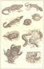 AMPHIBIANS.Salamander;E African,Mexican Toad;Amphisbaena;Horned,Flying Frog 1907