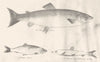 FISH.Abdominales Salmo Clupea Saurus;Salmon;Herring;Mediterranean Argentine 1880