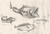 FISH. Acanthopterygii Lophius Batrachus; Angler; Surinam Toad- ; Red Wrasse 1880