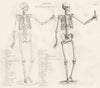 BIOLOGY. Anatomy front view of the male skeleton 1880 old antique print