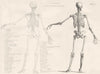 BIOLOGY. Anatomy Reference to the back view of the Male Skeleton 1880 print