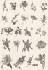 PLANTS. Botany (1)  1880 old antique vintage print picture