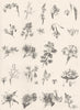 PLANTS. Botany (2)  1880 old antique vintage print picture