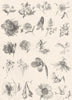 PLANTS. Botany (3)  1880 old antique vintage print picture