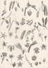 PLANTS. Botany (5)  1880 old antique vintage print picture