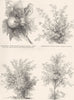 COTTON. Herbaceous cotton plant; Shrub cotton; Cotton Tree 1880 old print