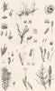 PLANTS. Cryptogamia (1)  1880 old antique vintage print picture