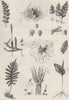 PLANTS. Cryptogamia (2)  1880 old antique vintage print picture
